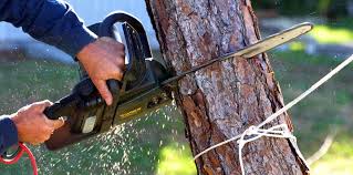 Best Tree Cabling and Bracing  in Duarte, CA